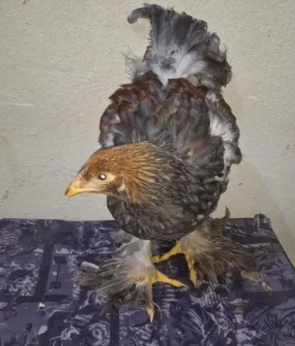 Frango brahma perdiz azul