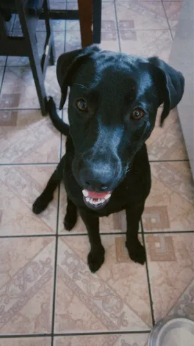 Labradora 9 meses