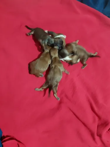 Disponível Shih tzu fêmeas  para reserva 