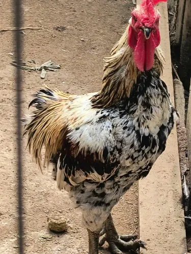 Galos 