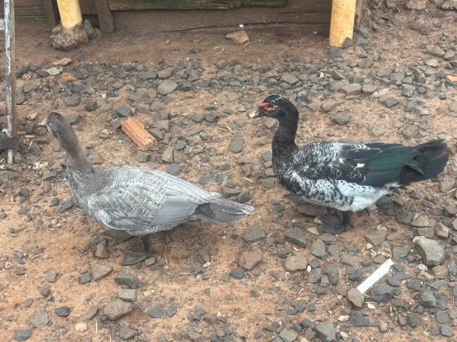 Pato macho