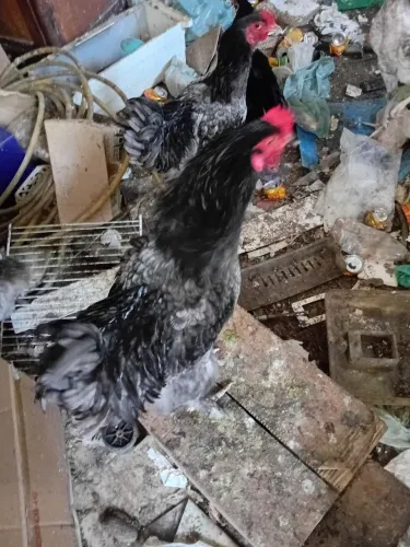 Frangos Gigante Negro de Jessi