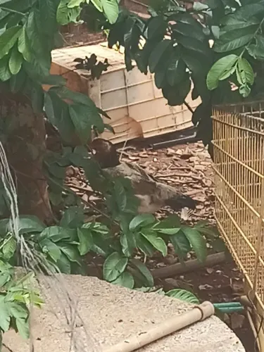 Vendo galinha/galo caipira vivo