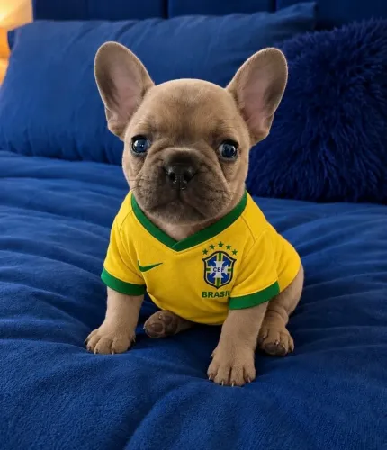 Filhotes de buldogue francês 