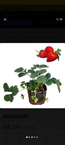 Kit 3 Mudas De Morango Strawberry Grande Enraizada Delicioso