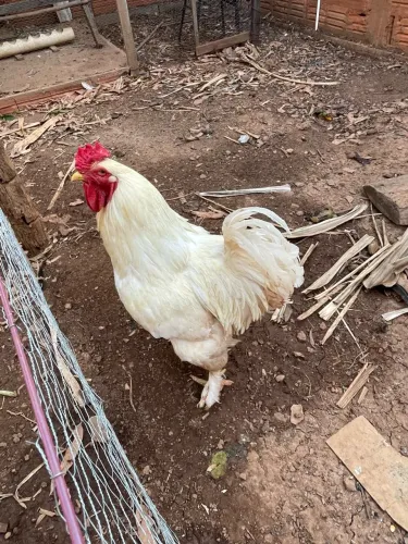 Galo mestiço Brahma