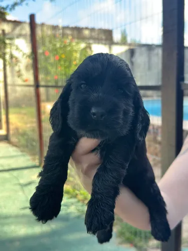 Filhotes (PRETOS) de Cocker Spaniel Inglês com Pedigree CBKC ?