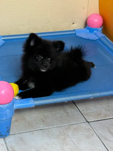 SPITZ ALEMÃO 