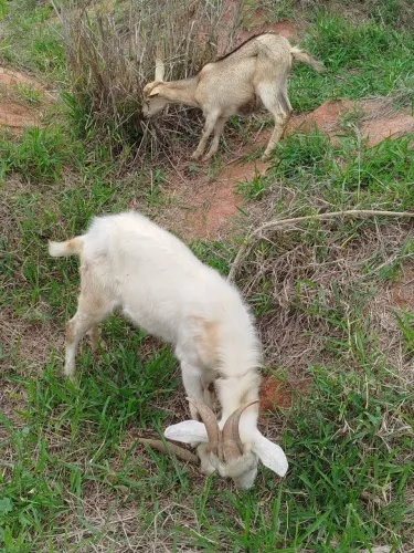Casal de cabrito