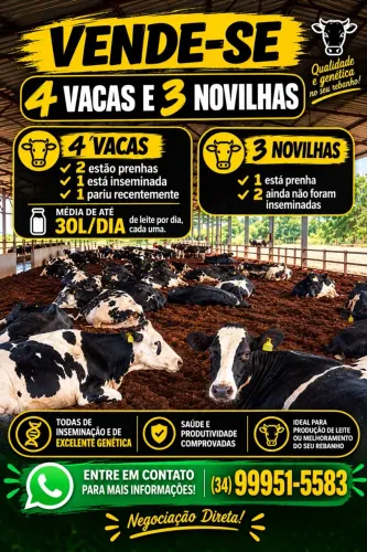 Vende-se Vacas e Novilhas Leiteiras