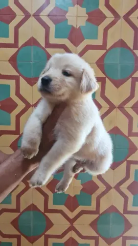 Maravilhosos filhotes de Golden Retriever