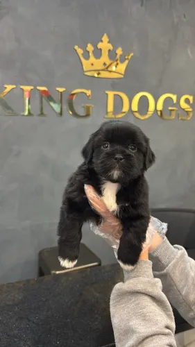 ? Ninhada de Shih Tzu | Filhotes Bem Cuidados e Encantadores