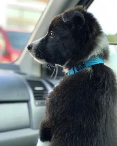 Filhotes de Border Collie | Sempre fazendo companhia.