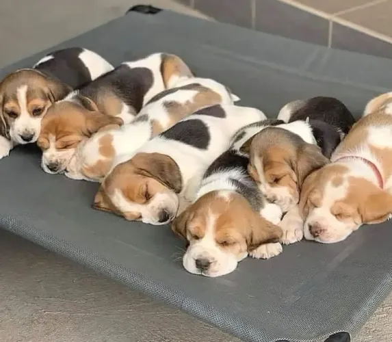 Filhote Beagle, esses filhotes podem causar dependência emocional!