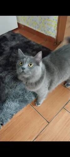 Dia se gato persa