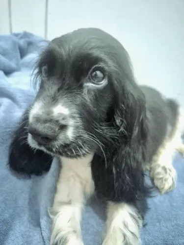 Filhote de Cocker Spaniel Inglês