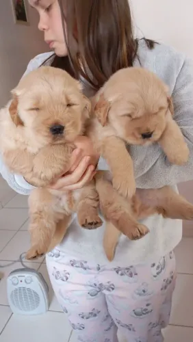 Golden Retriever