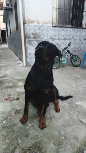 Cachorro pre venda