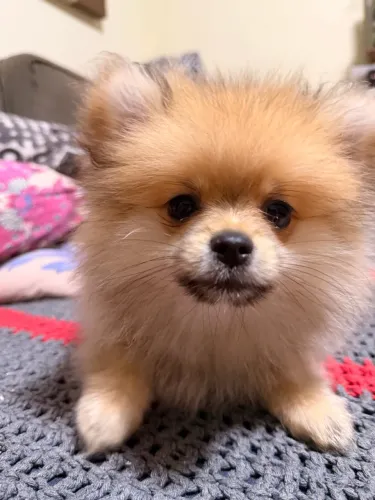 Spitz alemão fêmea