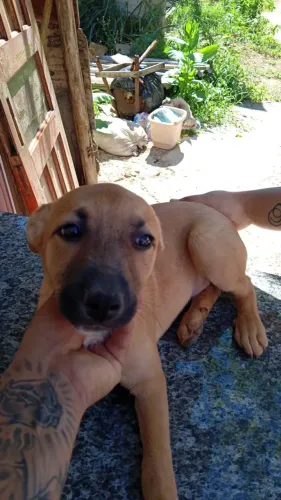 Cachorrinha fêmea para adoção responsável 