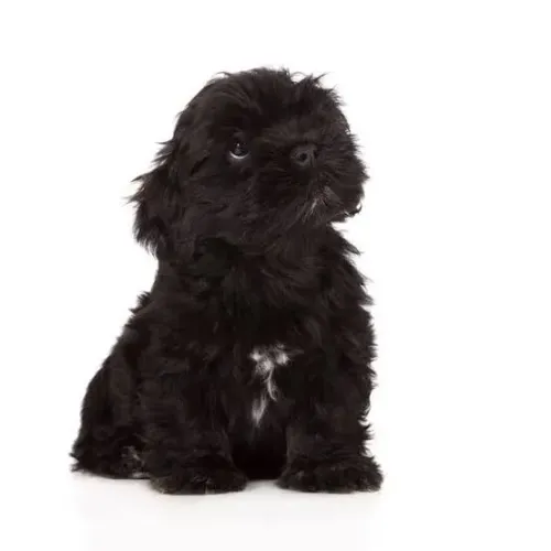 Cachorro lhasa apso
