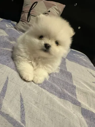 Filhote Spitz Alemão puro carinho e lealdade esperando por você!