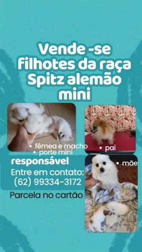 Vendas de filhotes