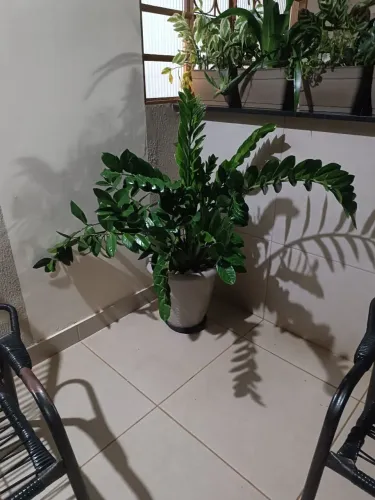 Planta Natural da Fortuna (Zamioculca ou ZZ planta)