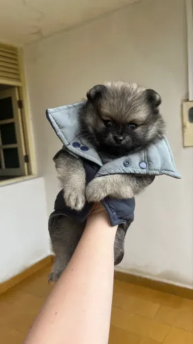 Spitz alemão anao/lulu da pomerania promoção 