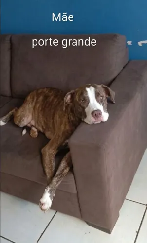 Doação Pitbull fêmea castrada 