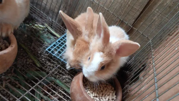 Coelhos comum 