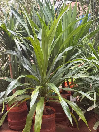Dracena arbórea
