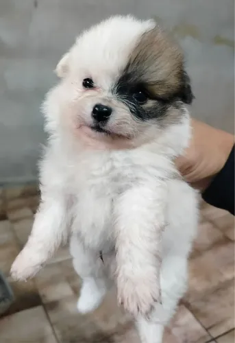 Spitz Alemão filhotes com ótima qualidade disponíveis