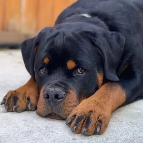 Rottweiler cabeça de touro 9 parcelo