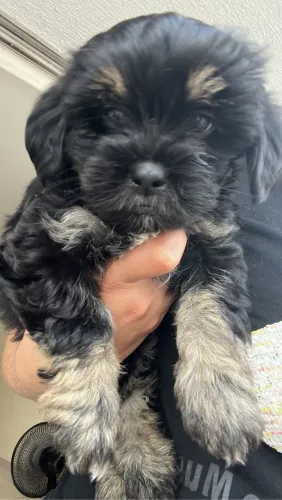 Cachorro