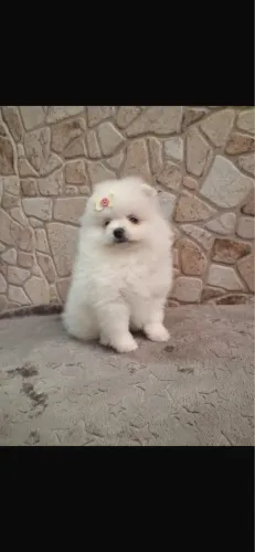 Spitz femea branca anã ursinha vacinada
