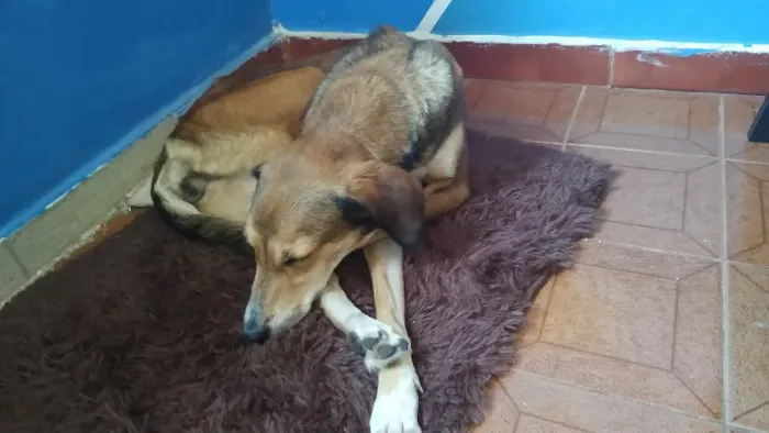 Cachorro para adoção