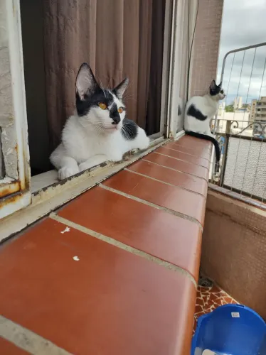 Gato macho