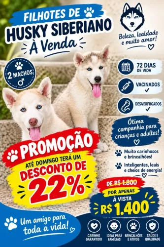 Vende-se filhote de hasky siberiano!