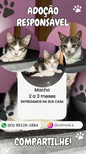 Doação de Gato