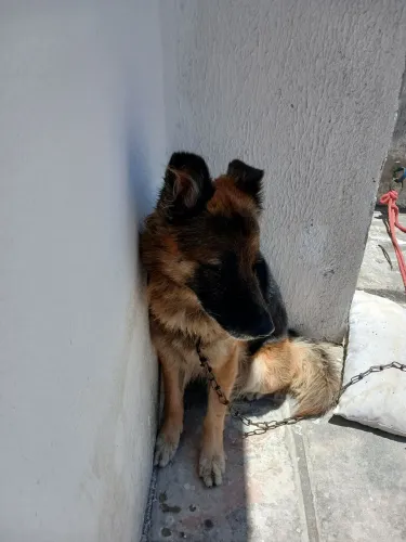 Doação de cachorro Pastor alemão adulto, dócil 5 anos.