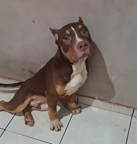 Filhote de Pitmonster - Barzillian Bull com Pedigree
