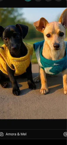 Doação cachorrinhas
