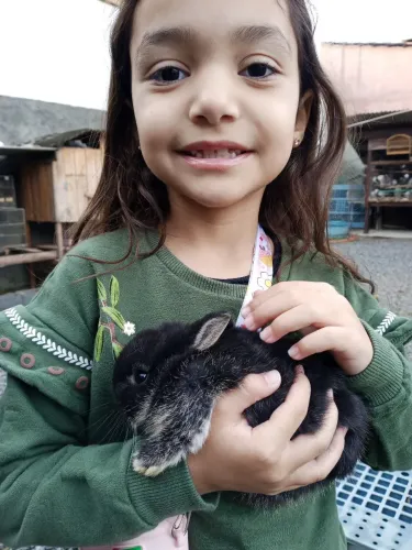 Filhotes de mini coelhos 