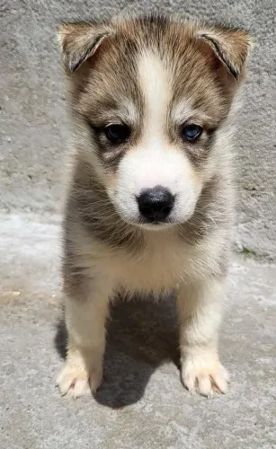 Husky siberiano CEO da bagunça bonita