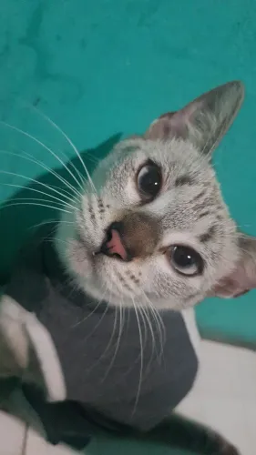 Gatinhas para doação 