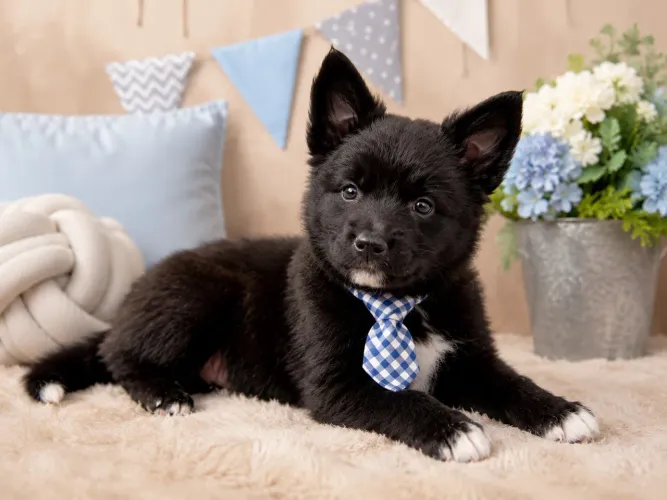 Promoção!! Filhote de border collie macho lindo