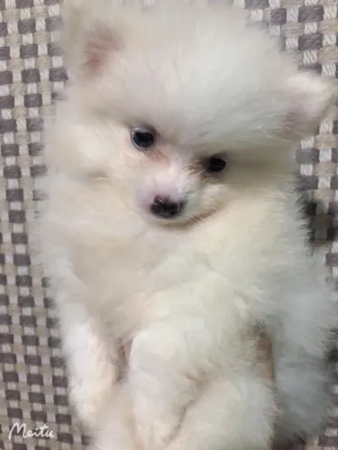 SPITZ ALEMÃO BRANCA FÊMEA