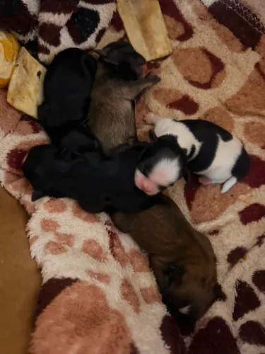 Filhote cachorro shiatsu 
