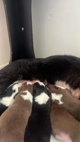 Filhotes de Border Collie